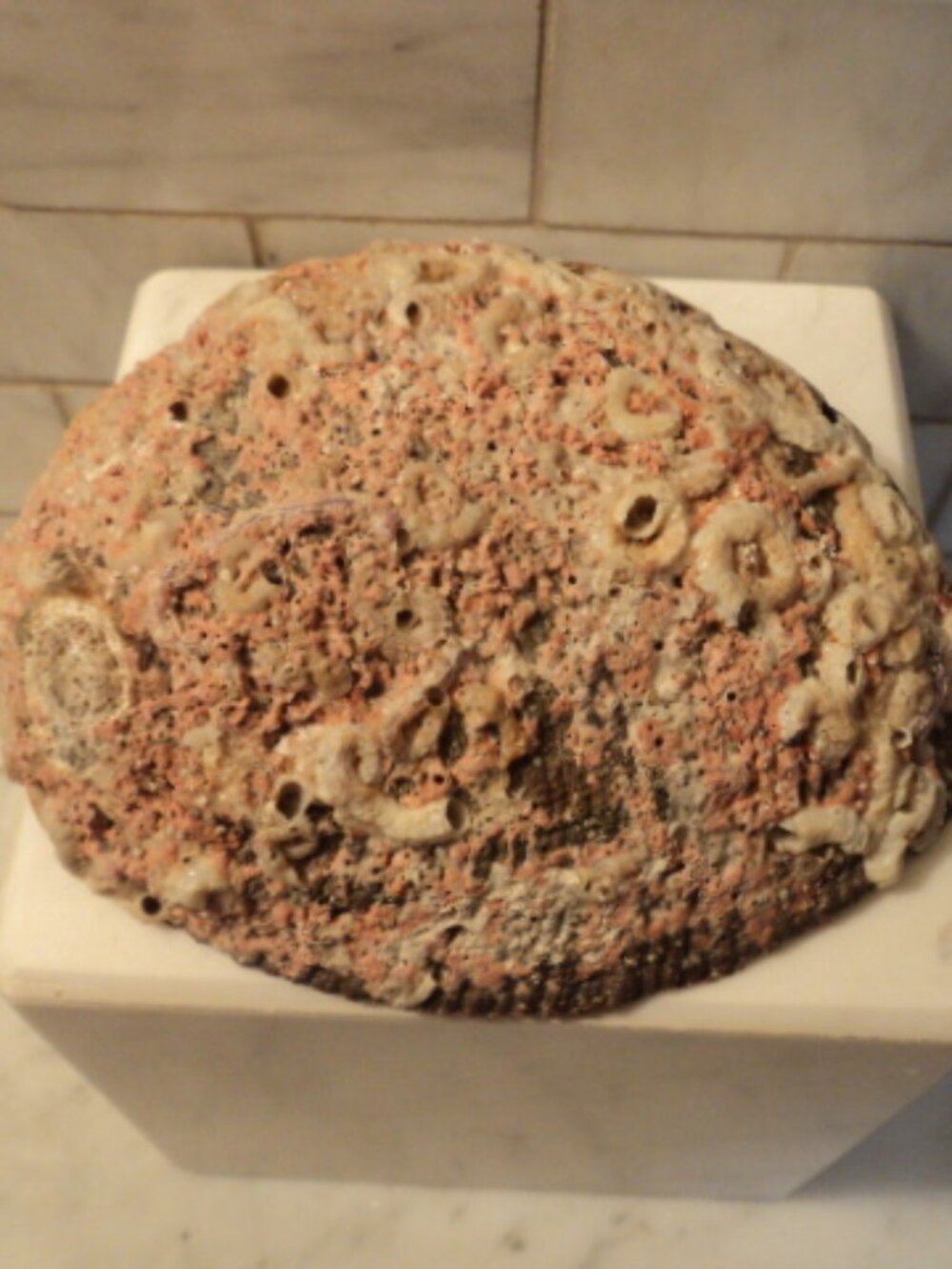 abalone shell - Picture 5 of 5